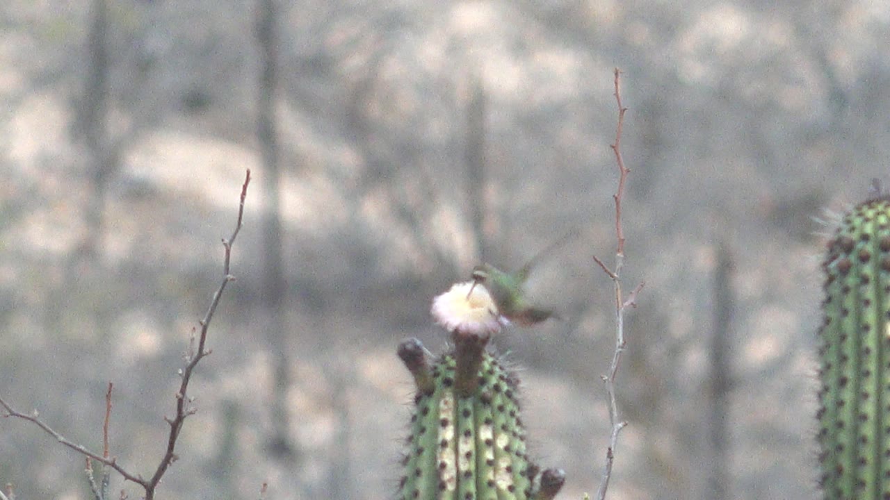 At the start of the Cabo Pulmo clip, a hummingbird hovers beside a white cactus bloom on a green ribbed cactus, with dry branches behind it and no visible people.