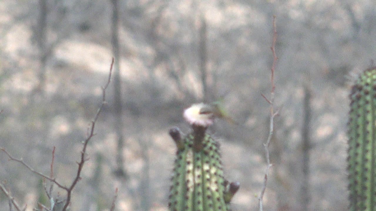 One second in, the white cactus flower remains near the left side of the frame while the hummingbird appears slightly blurred from movement in the dry Cabo Pulmo desert setting, with no visible people.