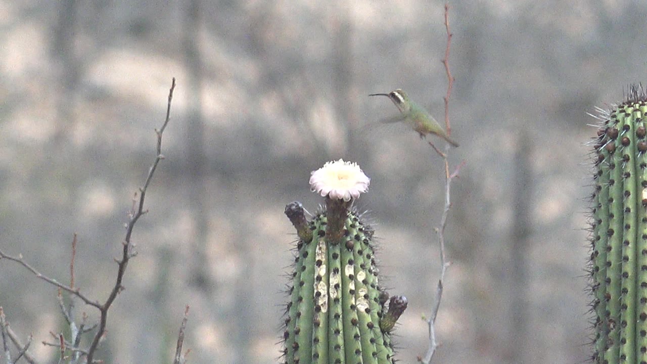 At 0:02, the cactus column fills the center with its white bloom on top while the hummingbird is visible near the flower against a soft background of dry branches in Cabo Pulmo, with no visible people.