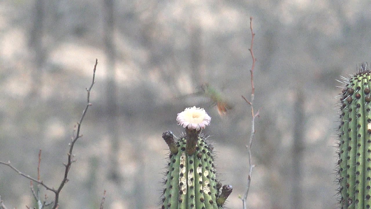 At 0:03, the hummingbird is positioned near the left side of the white cactus flower while the ribbed cactus and sparse dry brush remain the main visible elements, with no visible people.