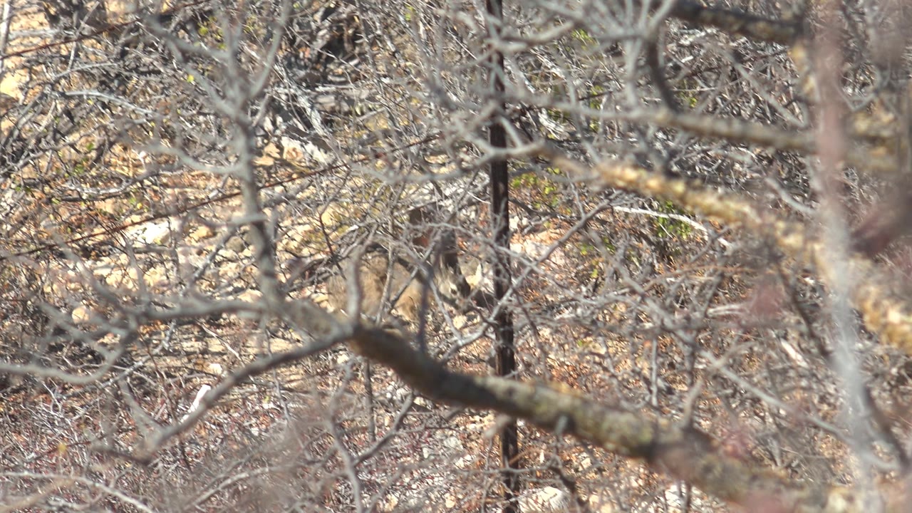 Leafless branches and dry brush with a small rodent partly hidden low in the thicket.