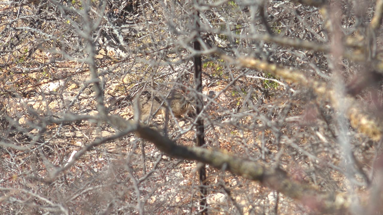 One second into the Cabo Pulmo footage, tangled leafless twigs and a pale lichen-covered branch dominate the view as the small rodent remains hard to distinguish behind the brush, with no visible people.