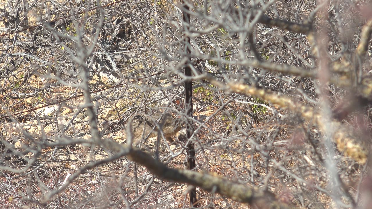 At 0:02 in Cabo Pulmo, crossing bare branches create a dense foreground over rocky, earth-toned brush, with the small rodent largely concealed and no visible people.