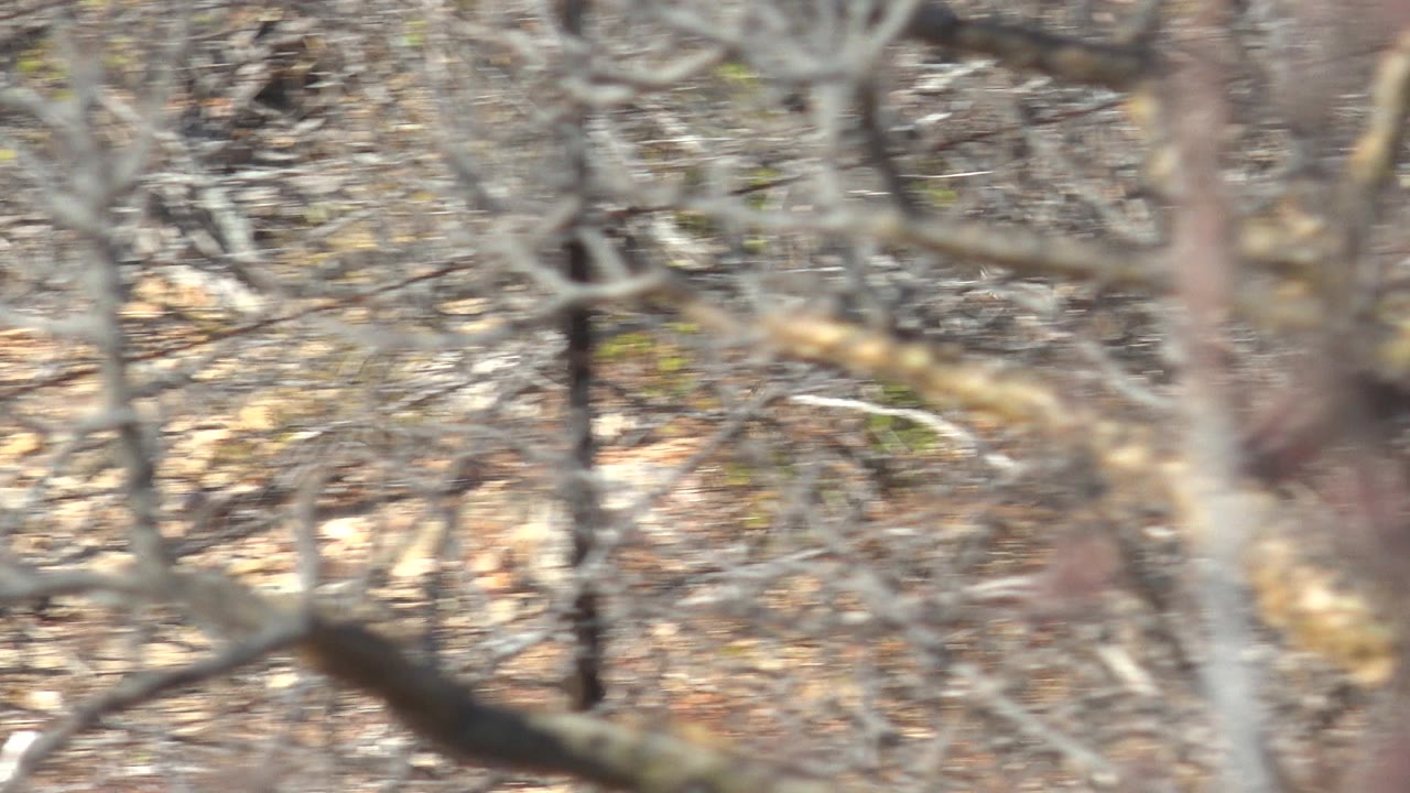 Midway through the Cabo Pulmo clip, blurred foreground branches pass across a dry thicket scene with rocks and muted brown vegetation, while the rodent is mostly hidden and no people are visible.
