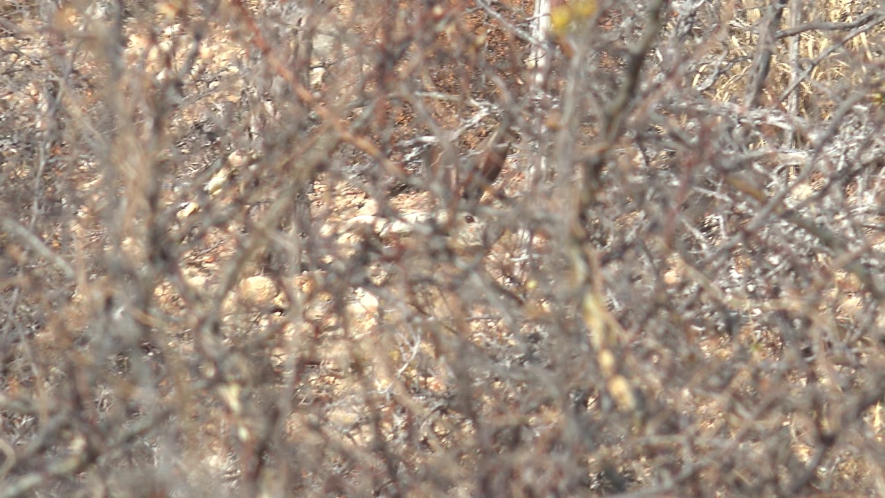 A small pale brown bird sits partly concealed behind thin dry branches in Cabo Pulmo, Baja California Sur, with no visible people.