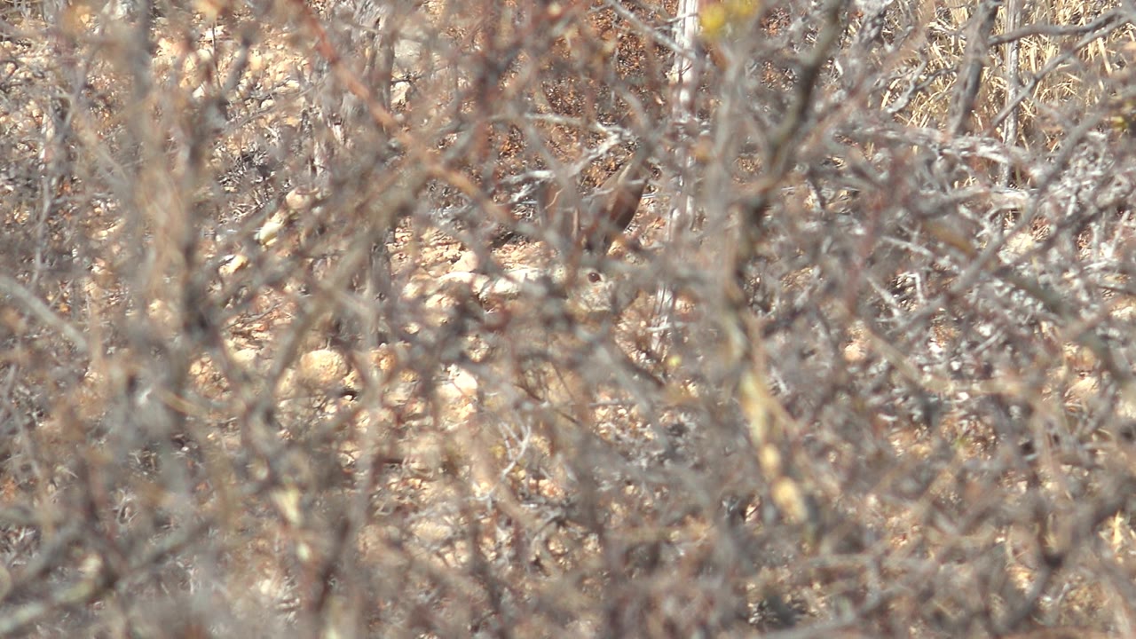 The small bird remains mostly obscured by a screen of dry twigs and muted brown scrub in Cabo Pulmo, with no visible people.