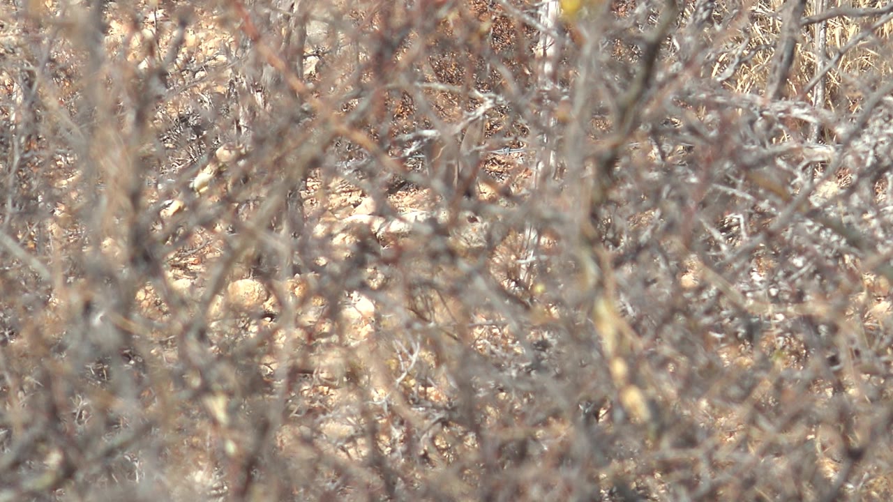 A pale bird shape is visible through tangled beige branches and brown desert scrub in Cabo Pulmo, Baja California Sur, with no visible people.