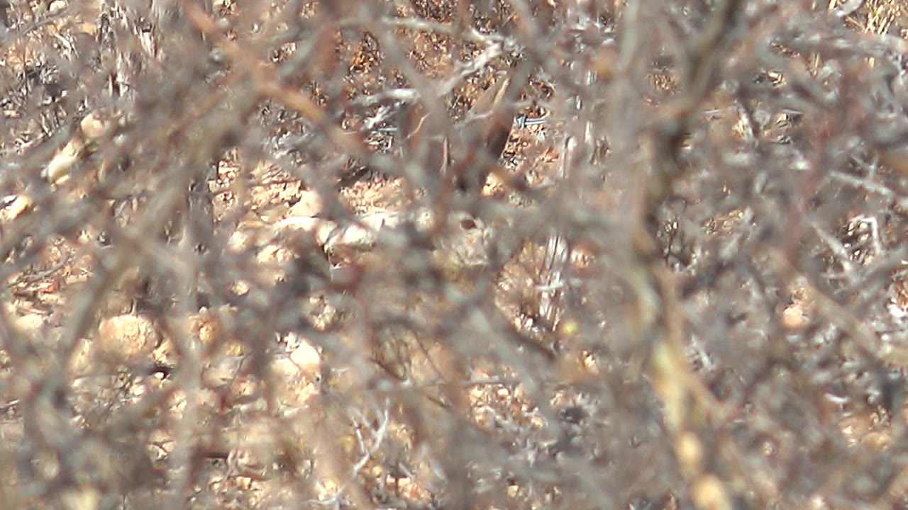 Close dry bushes with bird partly visible
