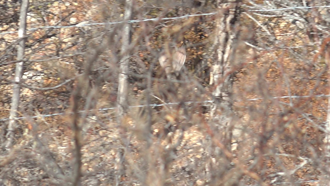 A deer is partly visible behind leafless brush and dry leaves near a barbed wire fence in Cabo Pulmo, Baja California Sur, with no visible people.