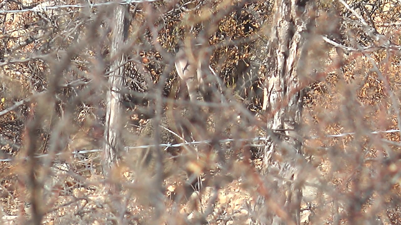 Deer behind brush with barbed wire across the lower frame