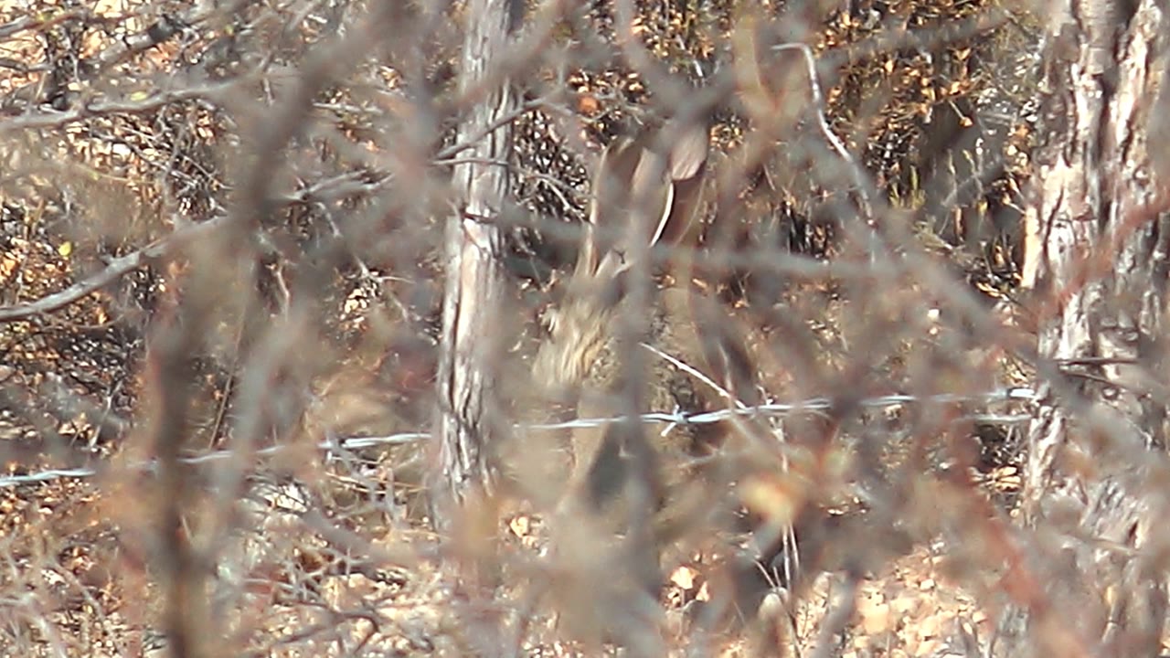 A narrow view through tangled dry branches shows the deer's body and head blending into brown leaves and pale trunks in Cabo Pulmo, with no visible people.