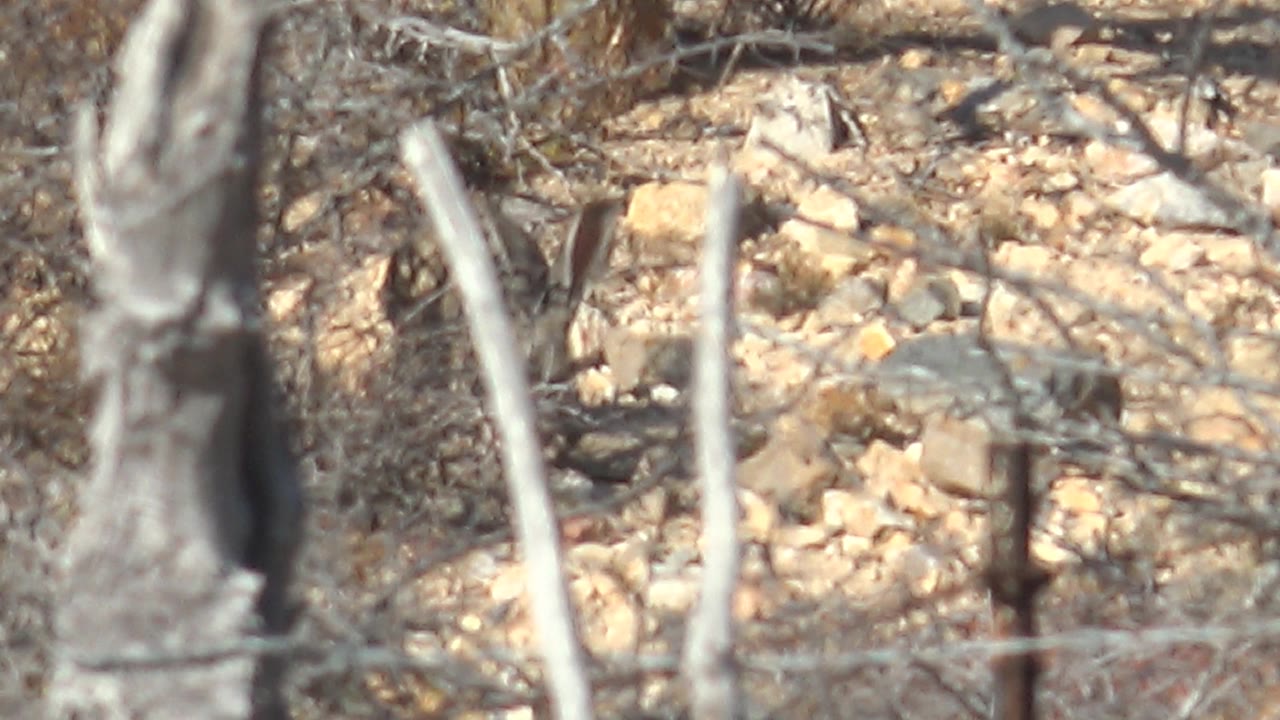 At the start of the Cabo Pulmo clip, a jackrabbit is partly obscured by pale foreground fence posts and rusty barbed wire against tan rocks and dry branches, with no visible people.