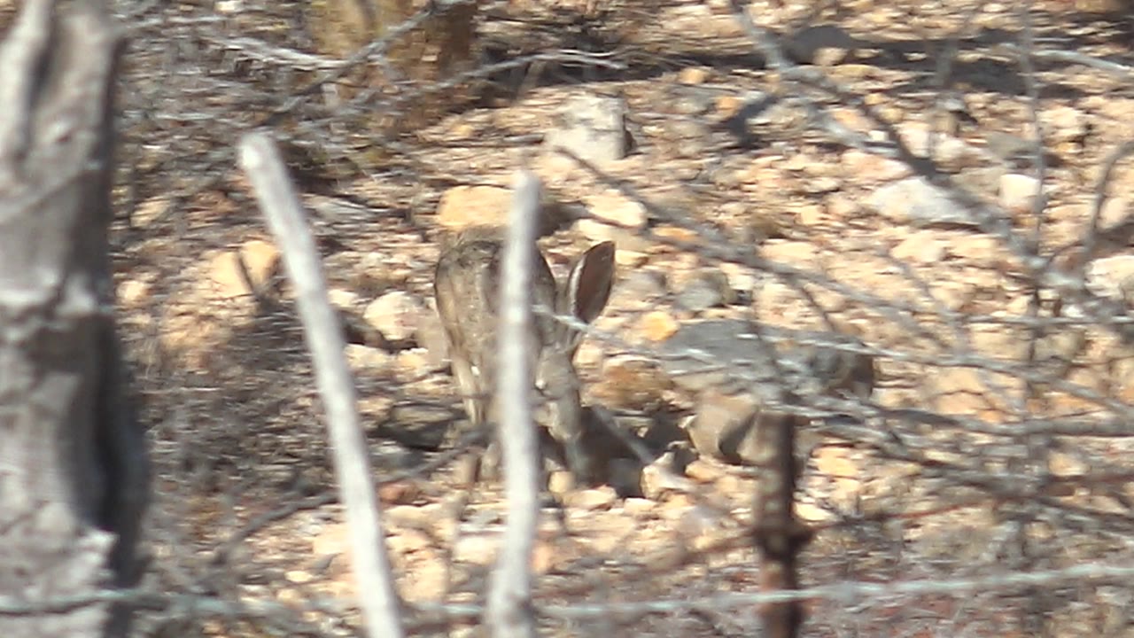 Jackrabbit centered among rocks and dry branches behind a fence line.