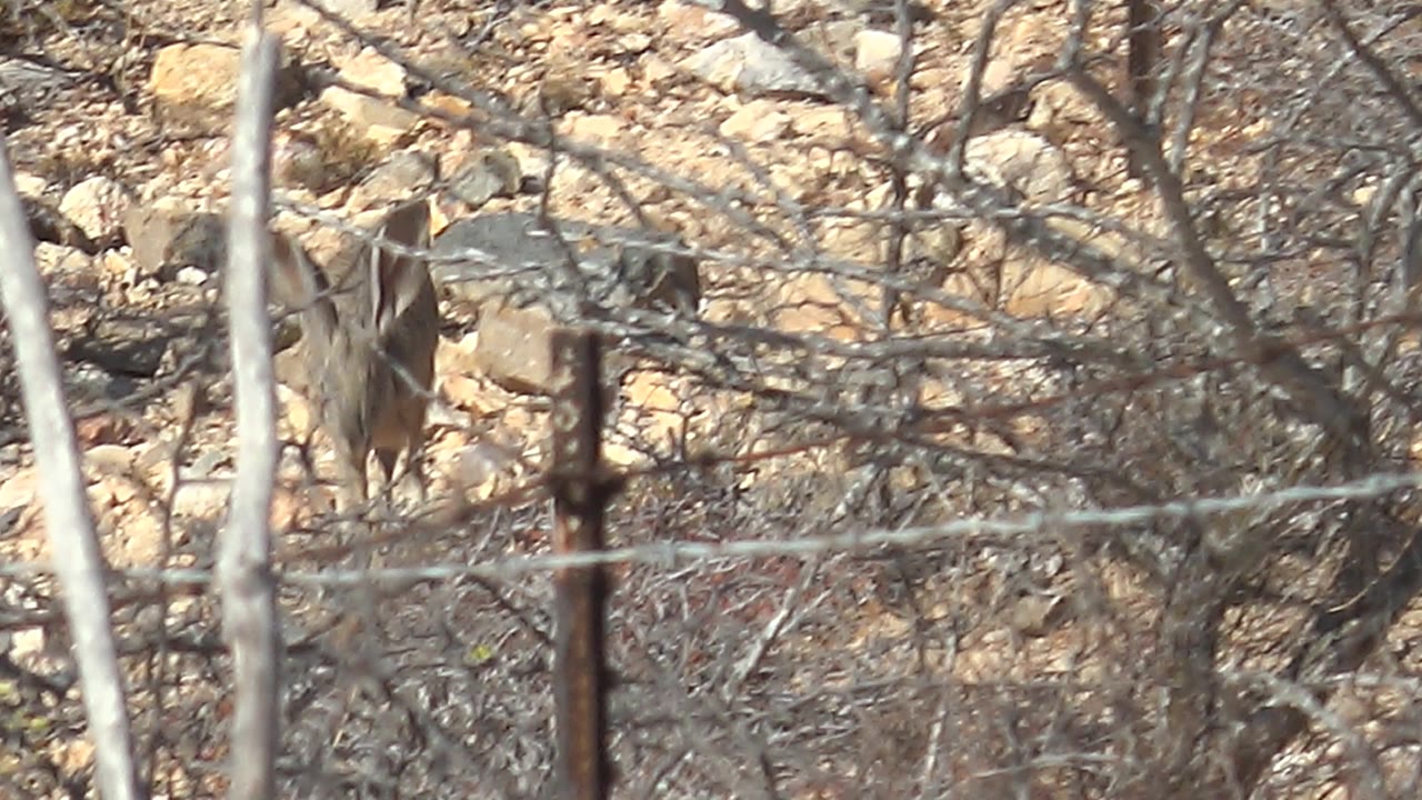 At 0:02, the jackrabbit appears farther to the right behind a dense screen of dry branches and the barbed wire fence in Cabo Pulmo, with no visible people.
