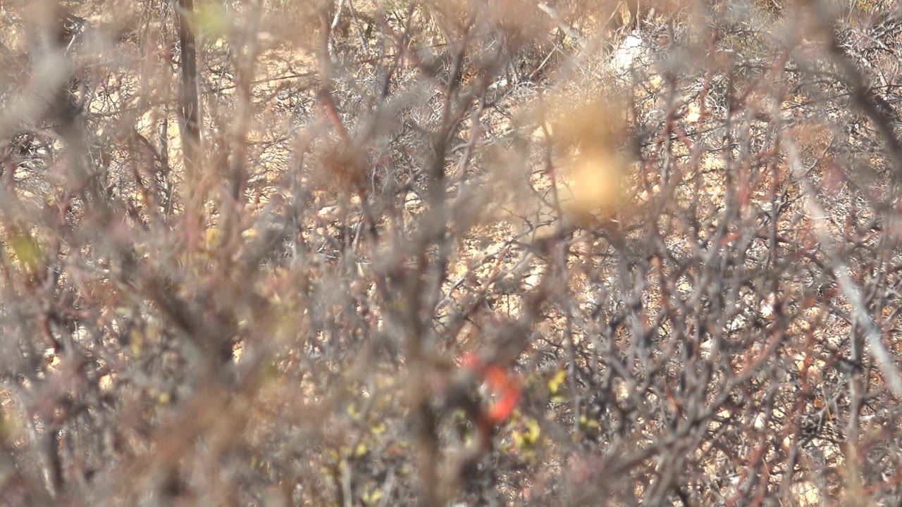 Red bird partly hidden among dry tangled branches.