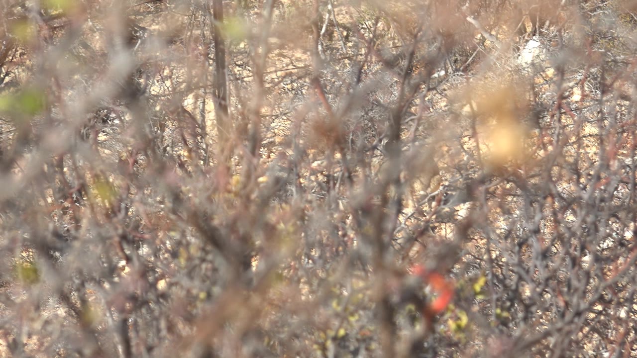 The cardinal remains tucked behind brown twigs and sparse green leaves in Cabo Pulmo shrubland, with no visible people.