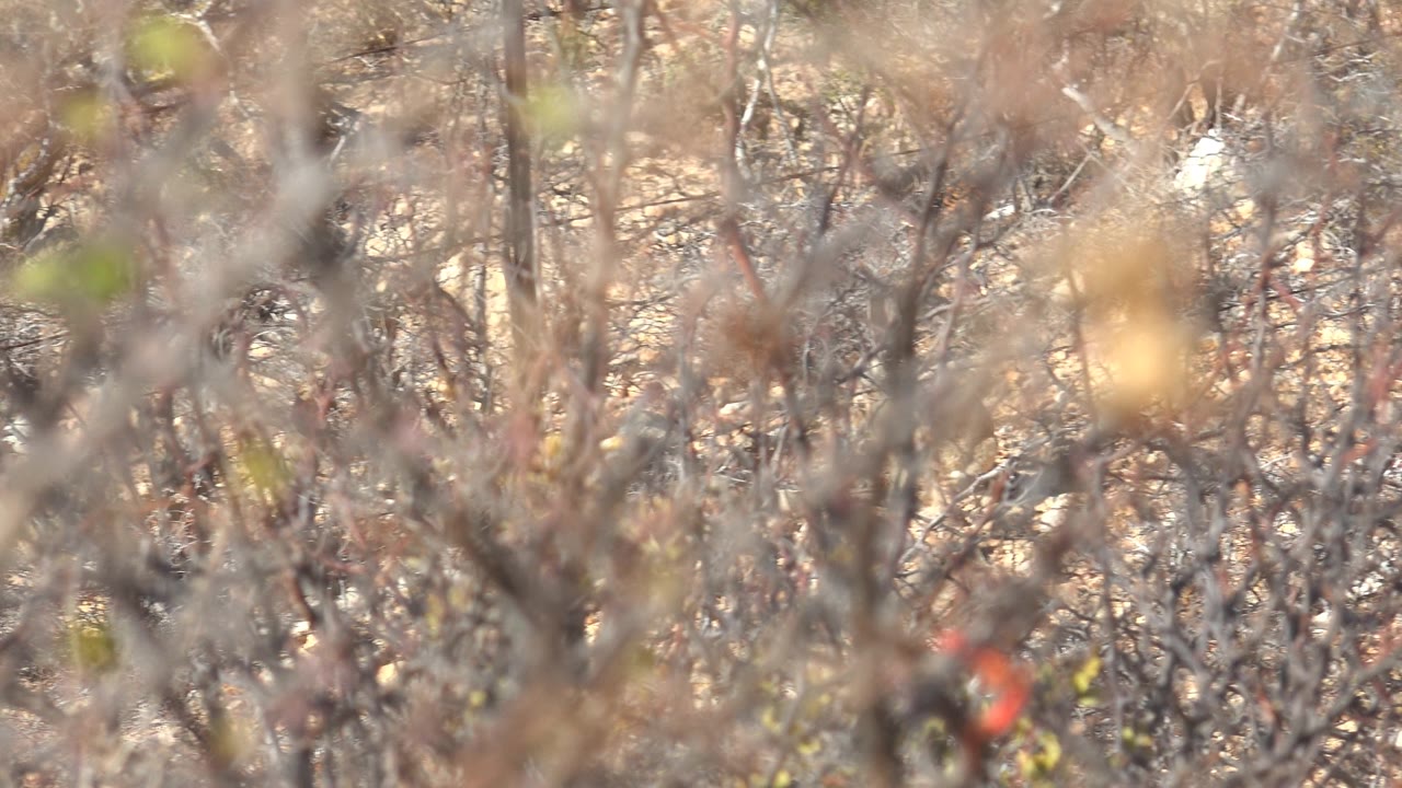 A small red cardinal peeks through a thick lattice of dry branches and pale foreground blur in Cabo Pulmo, with no visible people.