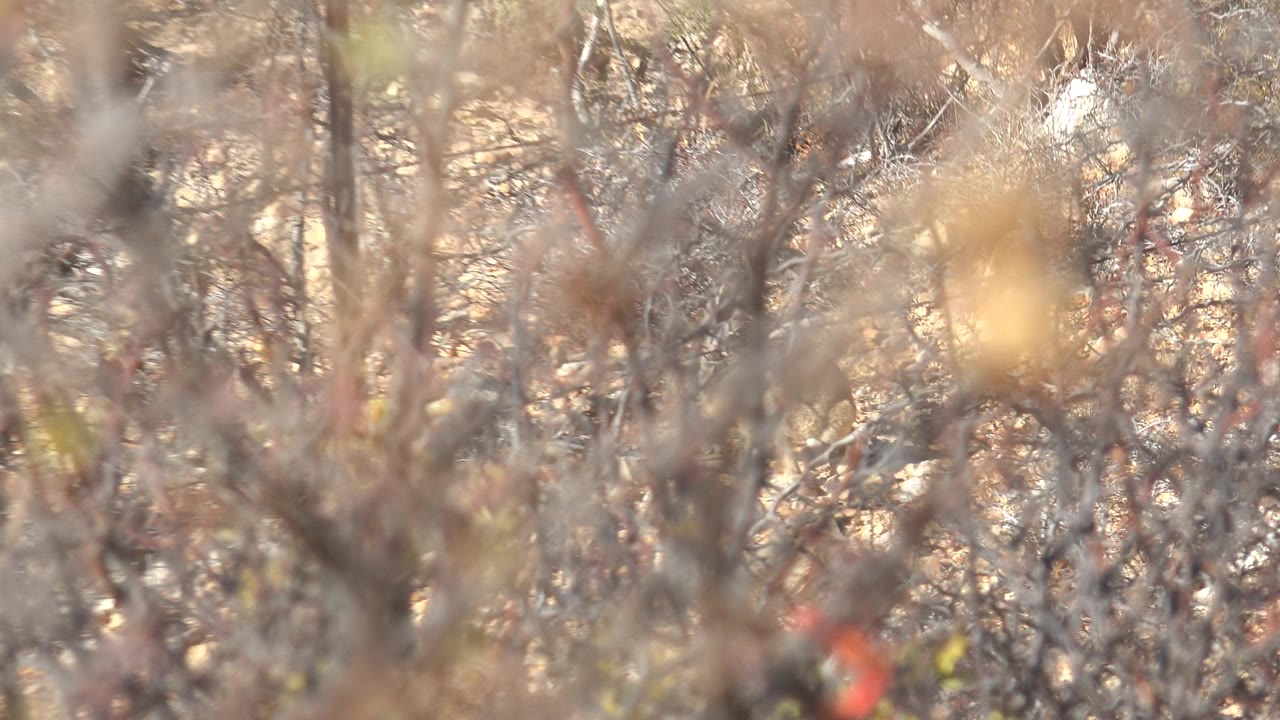 The red cardinal sits lower behind dry twig cover in the Cabo Pulmo brush, surrounded by muted brown branches and no visible people.