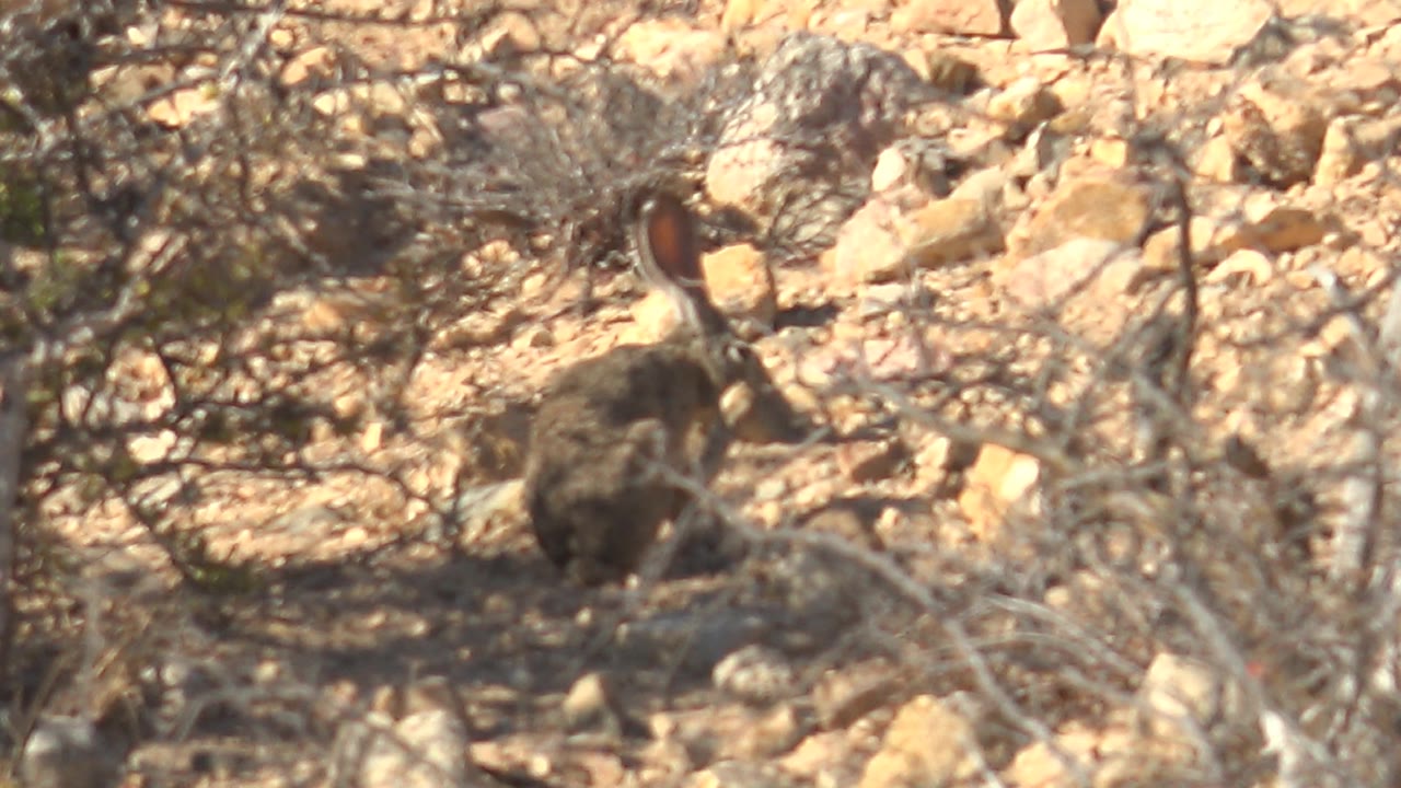 A hare stands among pale desert rocks and dry scrub in Cabo Pulmo, Baja California Sur, with no visible people.