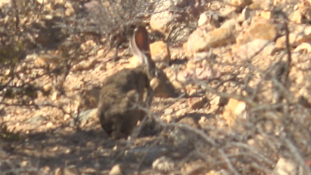 Hare facing away on rocky arid ground