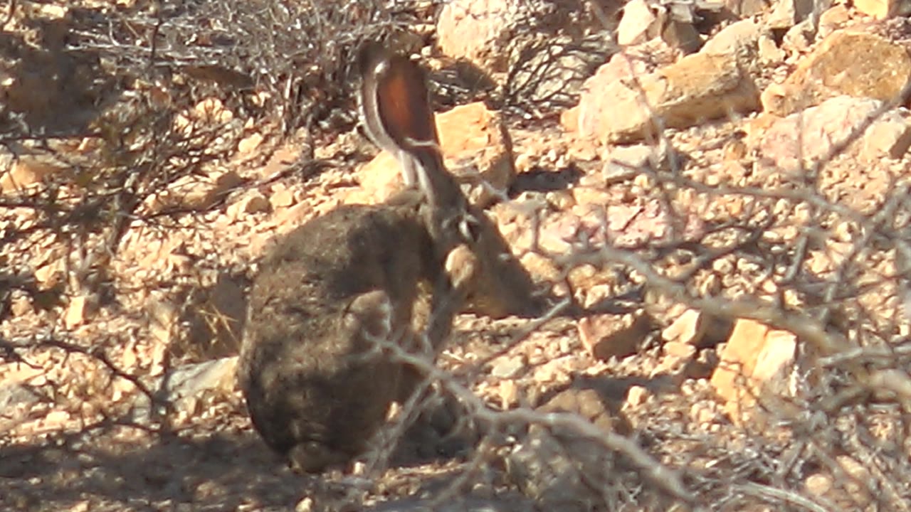 The hare is framed closer behind pale foreground branches on sunlit rocky ground in Cabo Pulmo, Baja California Sur, with no visible people.