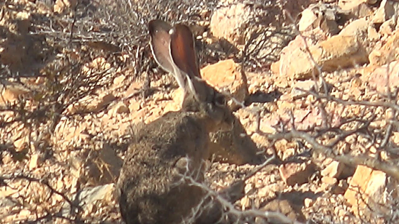 A jackrabbit stands close to dry branches and pale rocks in Cabo Pulmo, Baja California Sur, Mexico, with tall ears visible and no visible people.