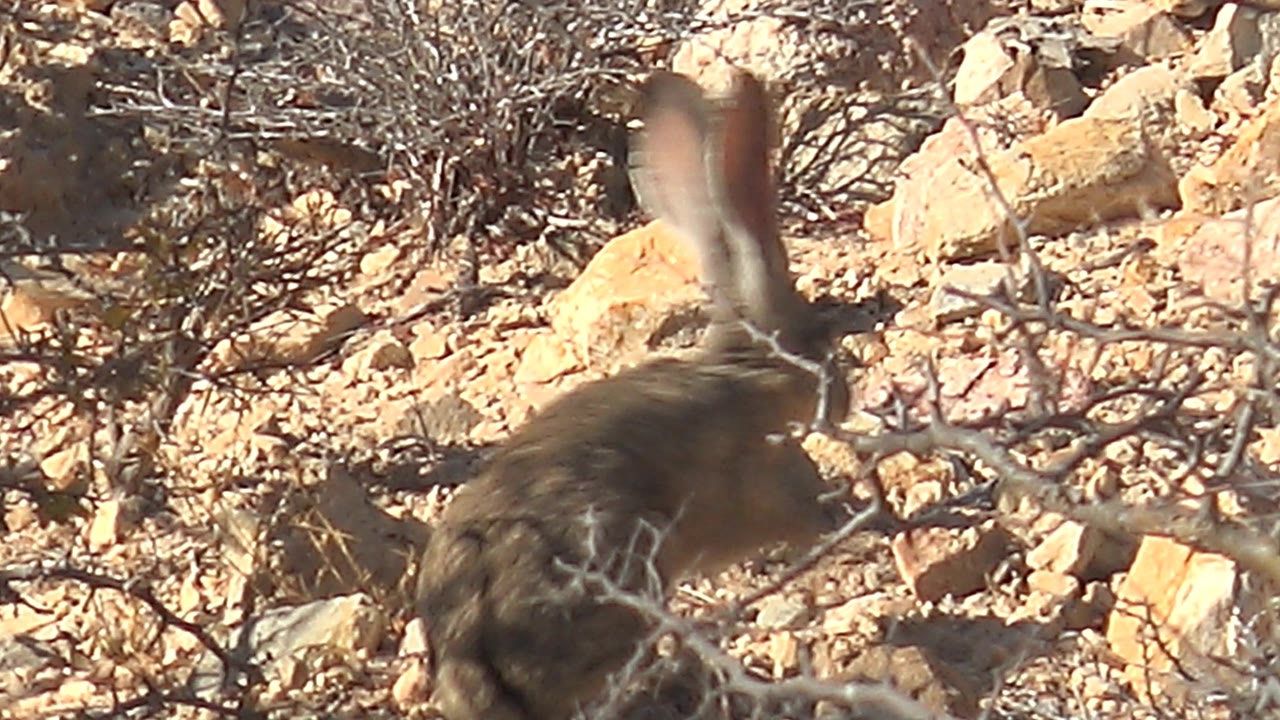 The jackrabbit shifts position behind a screen of gray twigs on sunlit rocky desert ground in Cabo Pulmo, Baja California Sur, Mexico, with no visible people.
