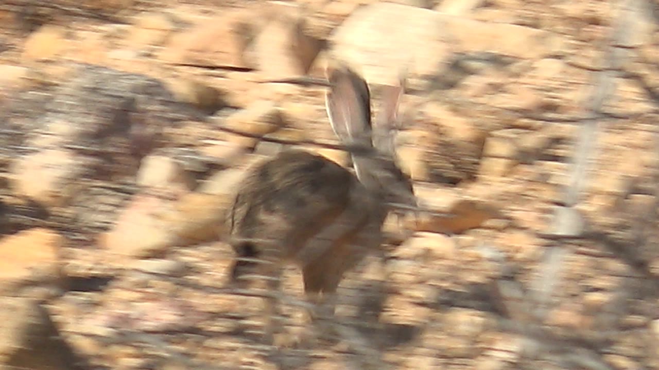 A motion-blurred jackrabbit runs across pale rocky ground and sparse brush in Cabo Pulmo, Baja California Sur, Mexico, with no visible people.