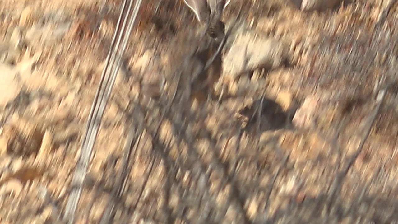The jackrabbit appears in motion near a pale diagonal foreground branch and scattered stones in Cabo Pulmo, Baja California Sur, Mexico, with no visible people.