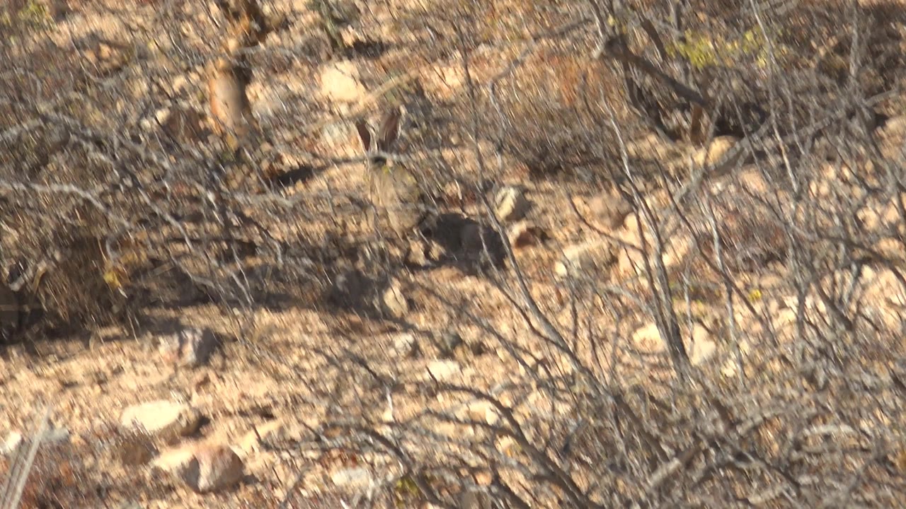 Jackrabbit partly hidden in dry desert brush and rocks.