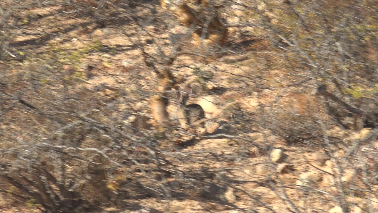 The jackrabbit sits low and partially obscured behind foreground twigs on rocky desert soil in Cabo Pulmo, with no visible people.