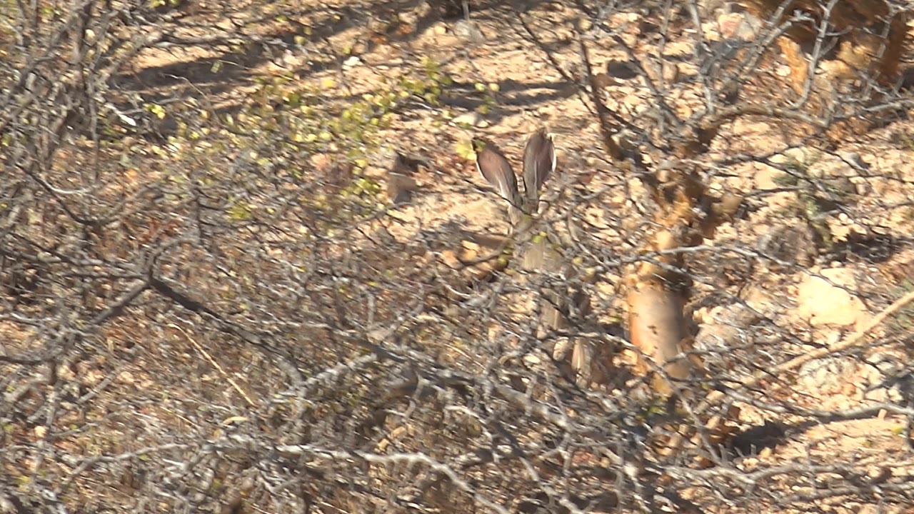The jackrabbit appears near the right edge behind scrub and cactus-like vegetation on sunlit rocky ground in Cabo Pulmo, with no visible people.