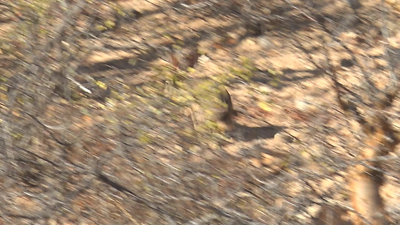The jackrabbit is glimpsed amid motion-softened branches and stones in Cabo Pulmo desert scrub, with no visible people.