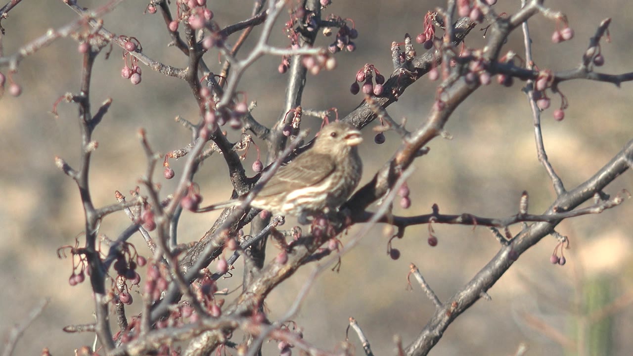 Small bird perched on berry-covered branches.