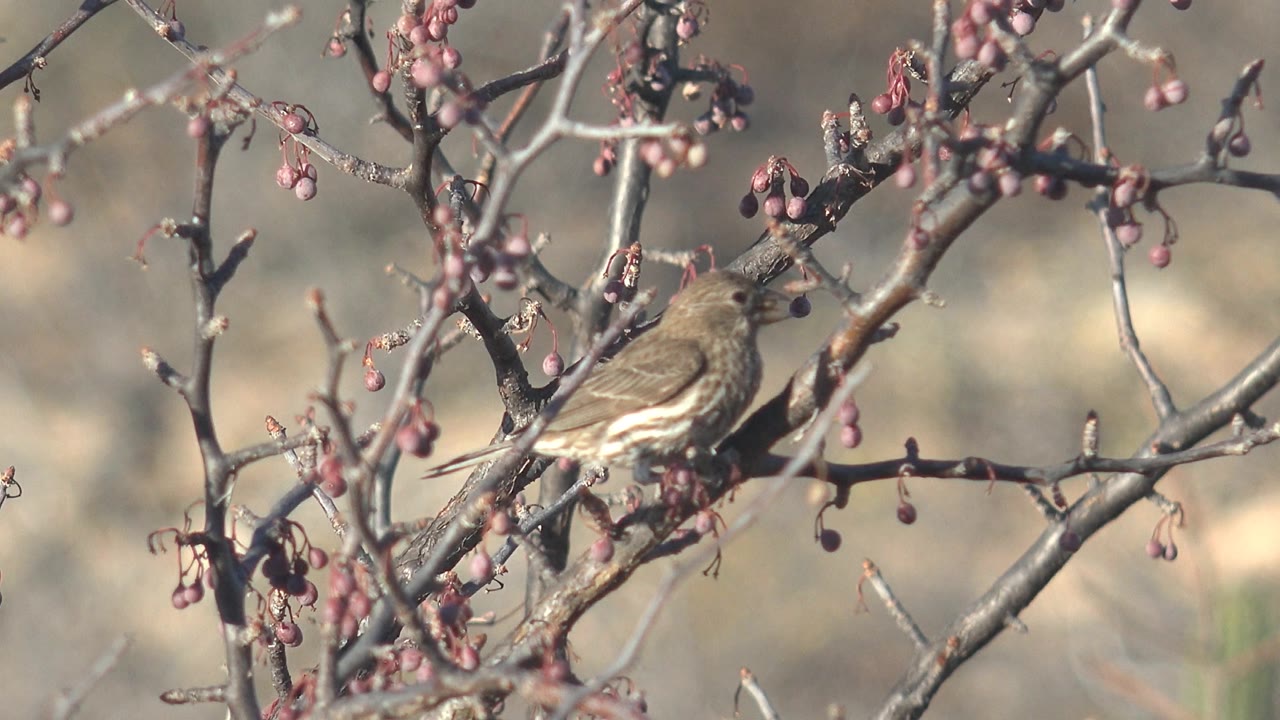 The bird remains perched in the branch tangle in Cabo Pulmo, Baja California Sur, turning slightly toward nearby red berries with no visible people.