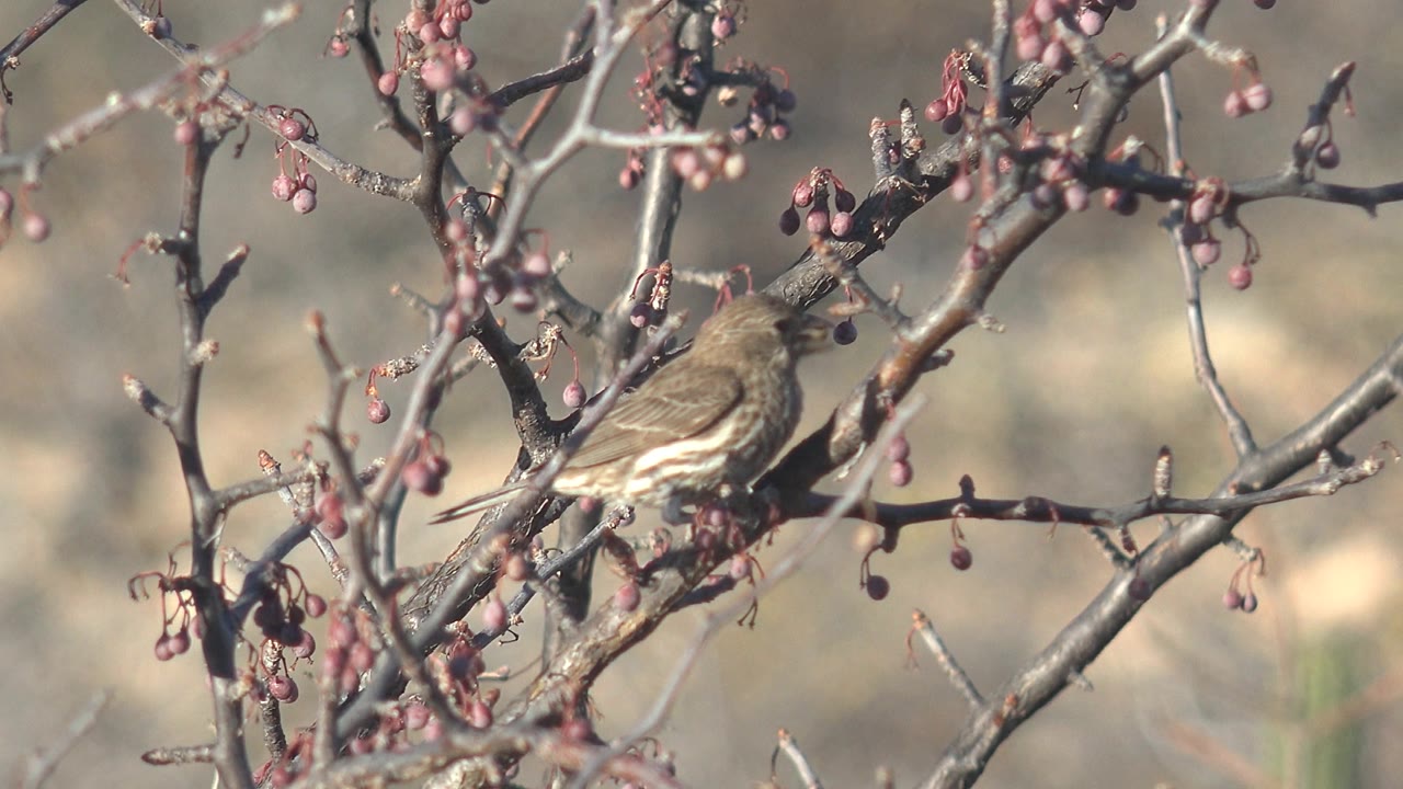 A small bird sits deeper among crossing branches and red berries in Cabo Pulmo, Baja California Sur, with shallow-focus scrub tones behind it and no visible people.