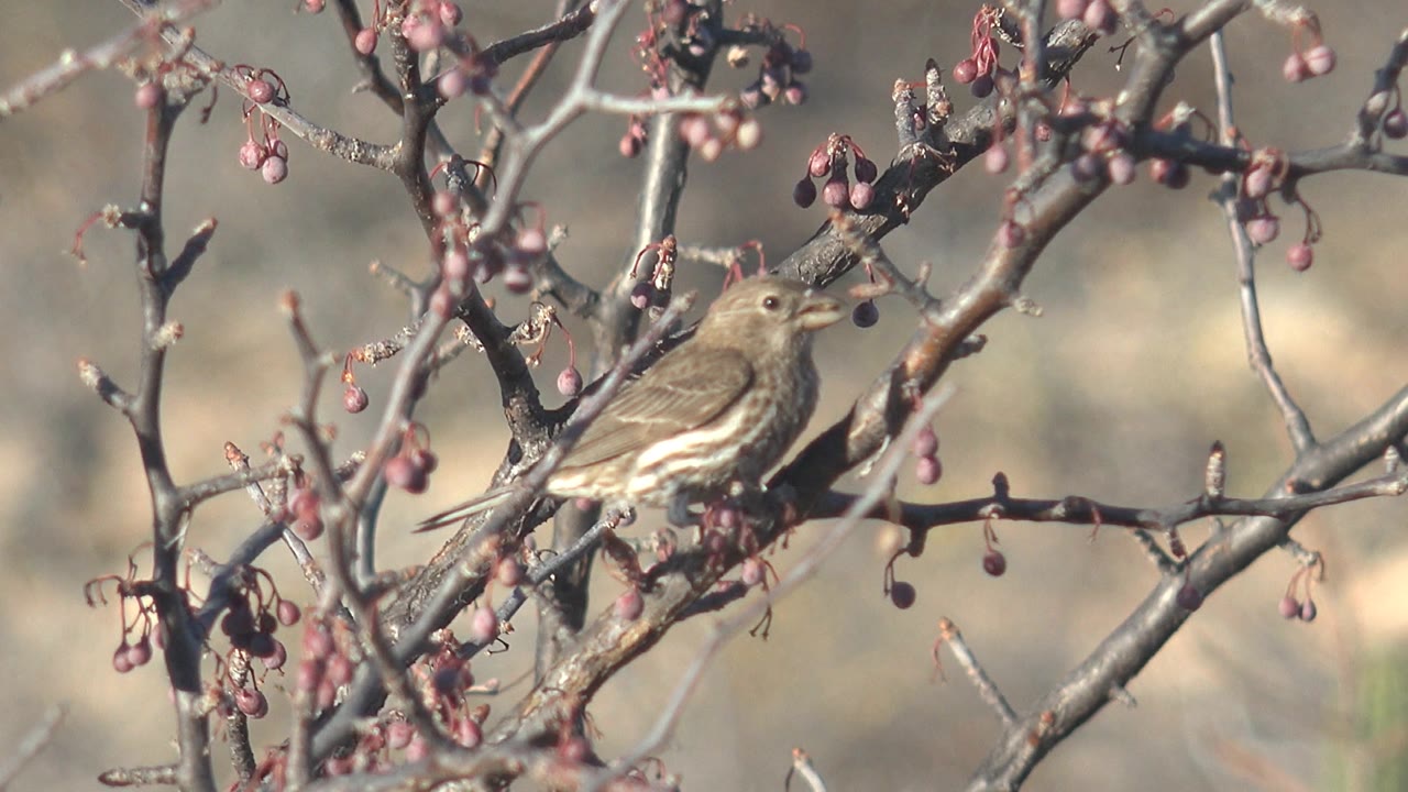 The bird faces left while perched on a thin branch with clusters of red berries in Cabo Pulmo, Baja California Sur, and no people are visible.