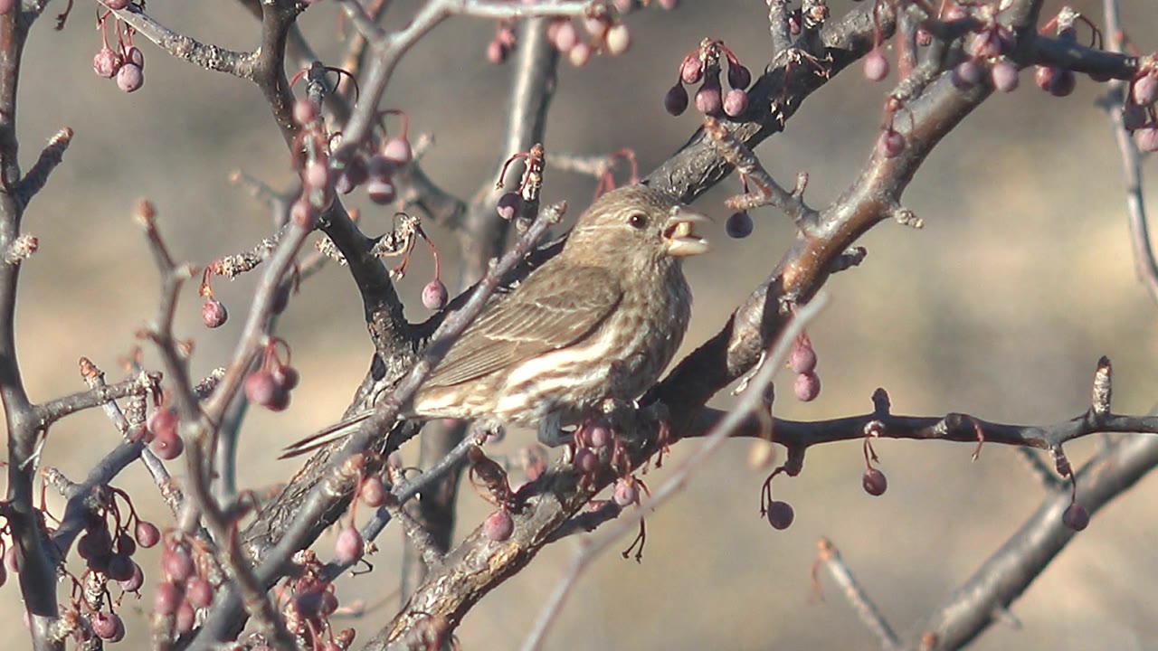 Small brown and white bird perched on a berry-laden branch.