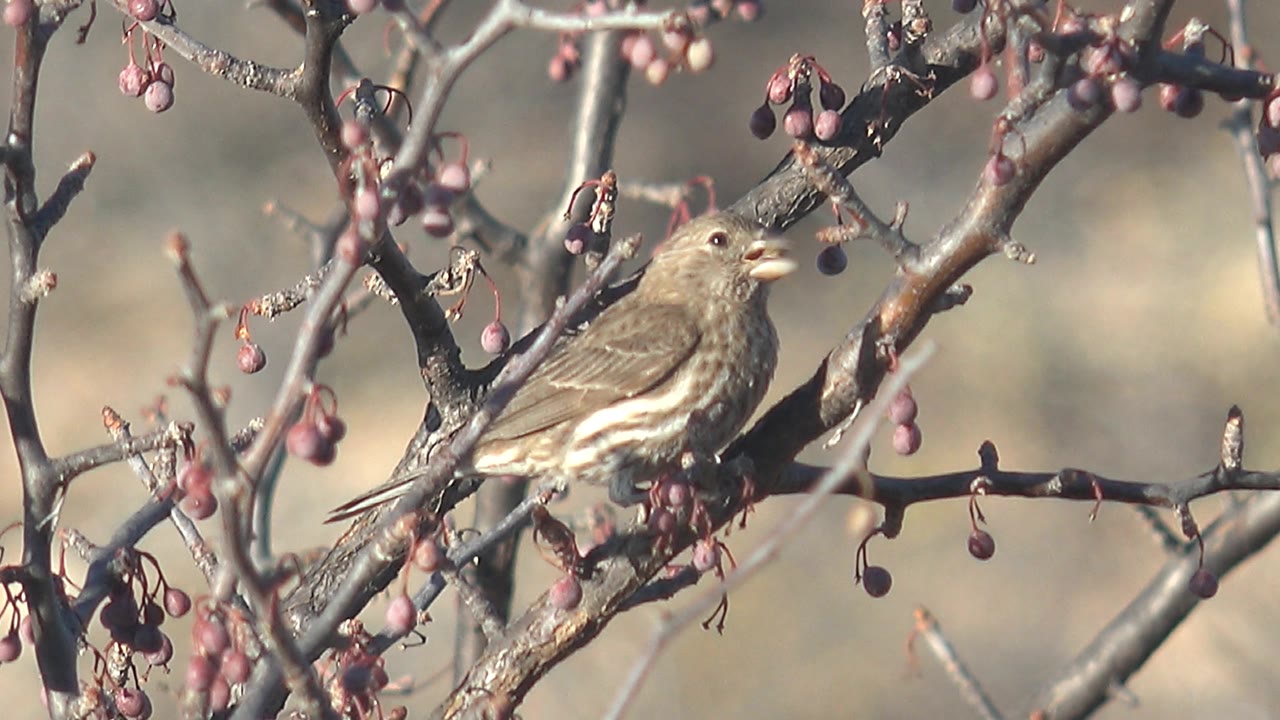 Small bird remains on the berry branch in Cabo Pulmo, Mexico, with its beak slightly open near the fruit and no visible people.
