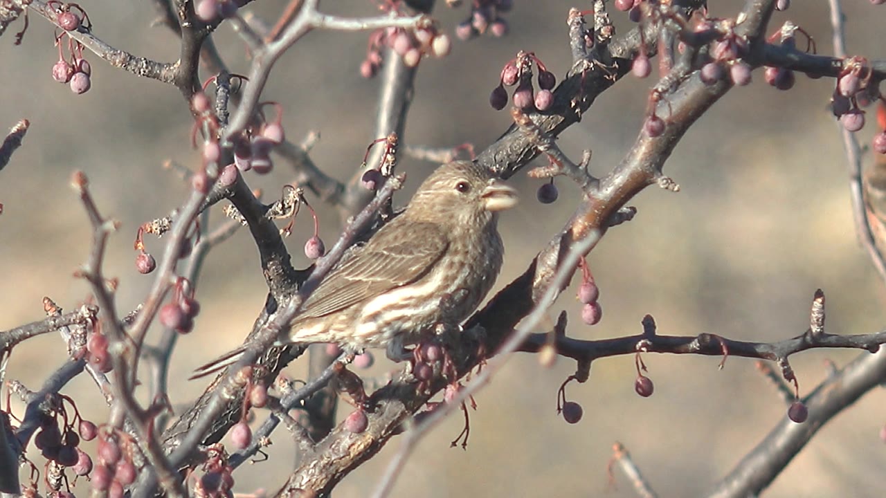 Small brown bird stays perched among crossing branches and purple berries in Cabo Pulmo, Mexico, with its head turned slightly and no visible people.