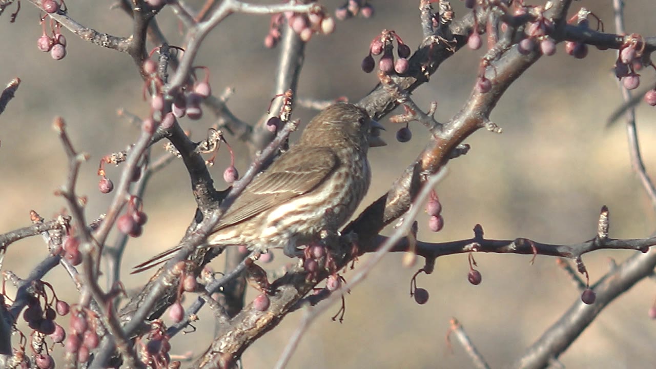 Small bird faces left on a berry-covered branch in Cabo Pulmo, Mexico, with darker branch shadows across its body and no visible people.