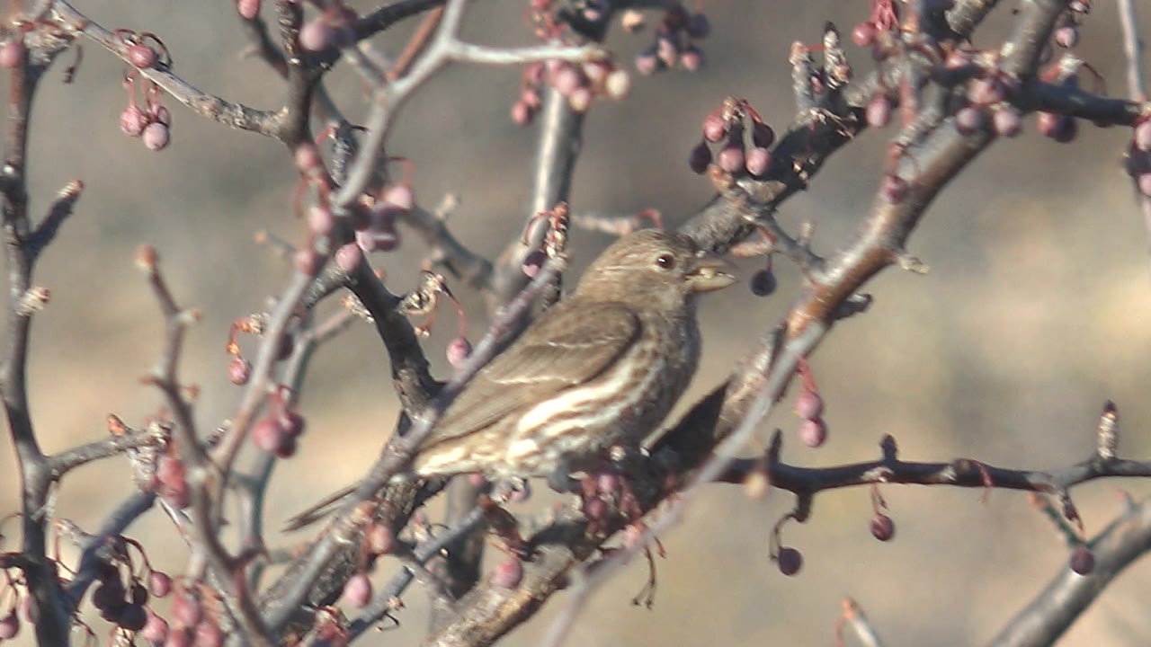 A small brown bird perches on a branch among clusters of red berries in Cabo Pulmo, Baja California Sur, with a soft beige background and no visible people.