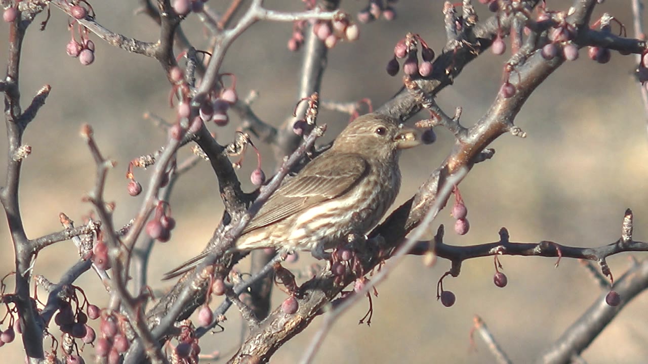 The bird faces right from a central branch in Cabo Pulmo, Baja California Sur, surrounded by red berry clusters and intersecting gray twigs, with no visible people.
