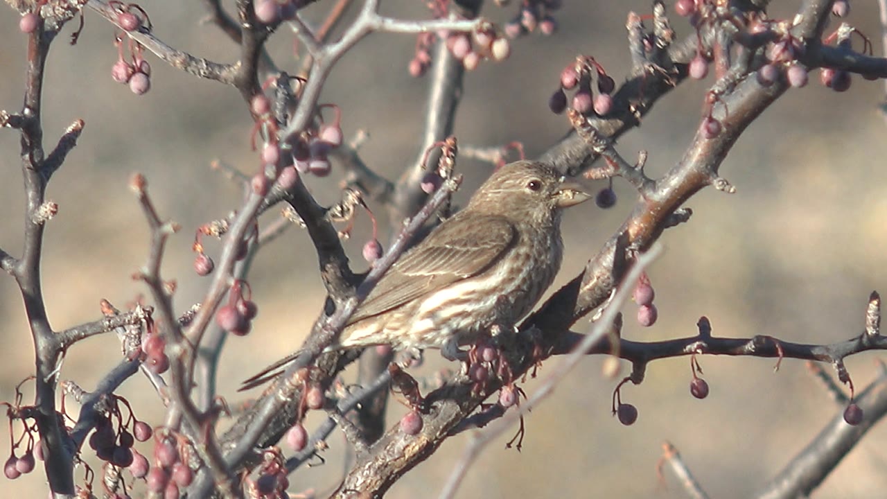 A small streaked brown bird holds on a branch in Cabo Pulmo, Baja California Sur, with red berries hanging above and below it and no visible people.