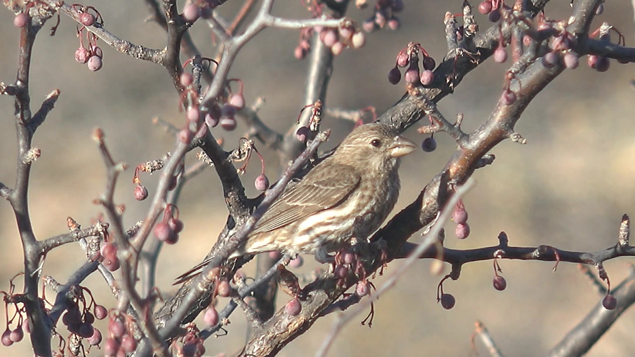Small brown bird perched on berry-covered branches.