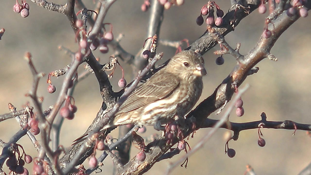 The bird faces right from a branch in Cabo Pulmo, Mexico, surrounded by clusters of purple berries and soft natural background blur, with no visible people.