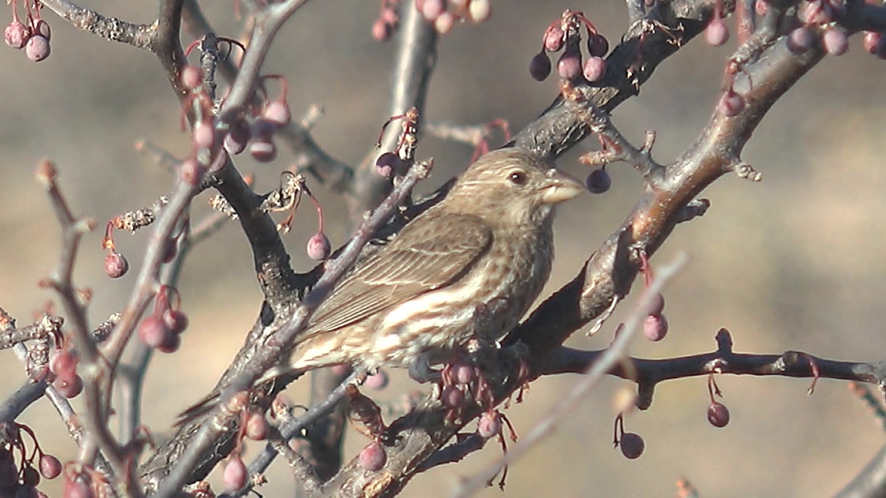 The bird turns left on the berry-laden branch in Cabo Pulmo, Mexico, framed by dense crossing twigs and no visible people.