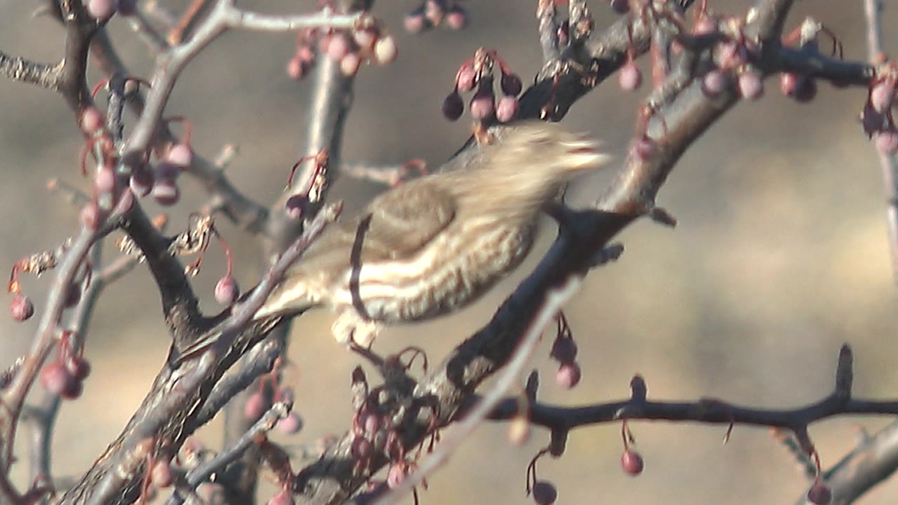Small streaked bird perched on berry-covered branches.