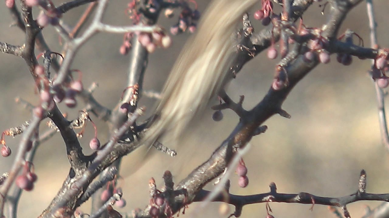 The bird moves quickly through the berry-covered branches in Cabo Pulmo, creating a vertical blur across the center of the frame, with no visible people.