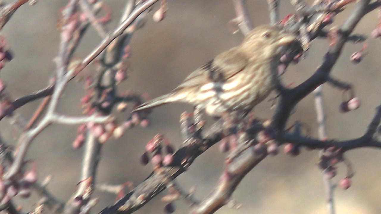 A small streaked bird appears near the right side of the berry-covered twigs in Cabo Pulmo, Baja California Sur, partly softened by motion, with no visible people.
